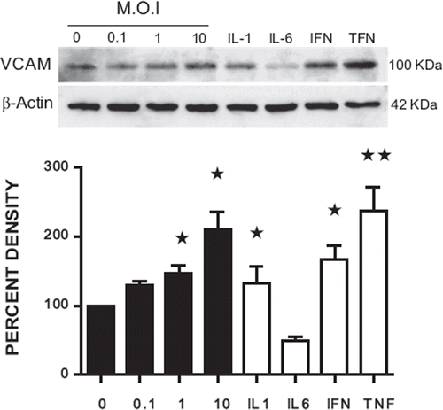 Figure 6. SDS-PAGE and Western immunoblot analysis with antibodies to VCAM-1 of membrane proteins extracts from astrocytes uninfected (0) or infected at increasing m.o.i.'s (0.1–10), showed as black column bars. The regulation of the expression of VCAM-1 in astrocytes treated with 10 ng/ml each of the recombinant inflammatory cytokines IL-1α, IL-6, IFN-γ, and TNF-α for 48 h was shown as empty bars. Purified membranes from such astrocytes were extracted with SDS and tested in Western blots as detailed in Materials and Methods. A positive control with β-actin was included to check the equal loading of the samples. The percent density of the bands is plotted in the bar chart at the bottom of the figure. Data represent the mean ± SD of triplicate samples. Significant differences compared with the untreated control groups as determined by the Student's t test, *p < .05, **p < .01.