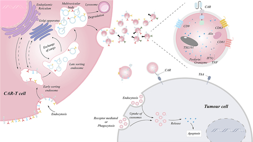 Figure 2 Biogenesis and killing mechanisms of exosomes released from CAR-T cell. The proteins on the surface of CAR-T cells enter the cell through the plasma membrane invagination and then can exchange cargo within the cell, followed by the transition of early sorters and late sorters, and finally form multivesicular bodies (MVBs), part of which enter the lysosome to be degraded and another part of which docks on the side of the plasma membrane under the action of docking proteins and is then expelled by the cell membrane, thereby releasing exosomes.Citation11 The exosomes generated by CAR-T cells not only have CAR molecules imbedded on their surface, but they also include cytotoxic particles that can precisely target tumor cells and then be absorbed to release granzyme and trigger endogenous apoptosis.