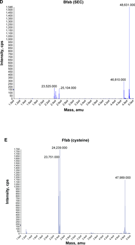 Figure S1 Purity and identity analysis of recombinant fab fragments.Notes: Size exclusion purification chromatograms of (A) Ffab and (B) Bfab. The blue curves represent UV absorbance at 280 nm, and dashed lines represent the collected monomeric Ffab and Bfab fractions. LC-MS of monomeric SEC fractions from (C) Ffab and (D) Bfab. LC-MS of monomeric (E) Ffab and (F) Bfab following cysteine activation. LC-MS of (G) activated monomeric Ffab and (H) activated monomeric Bfab following conjugation to maleimide-PEG2-biotin. The masses of 24,276 and 23,931 Da correspond to the addition of one maleimide-PEG2-biotin molecule (+526 Da) to the light chains of Ffab and Bfab, respectively. The masses of 25,291 and 26,158 Da correspond to the addition of two maleimide-PEG2-biotin molecules (+1,052 Da) to the heavy chains of Ffab and Bfab, respectively. The masses of 48,515 and 49,037 Da correspond to the addition of one maleimide-PEG2-biotin molecule (+526 Da) to intact Ffab and Bfab, respectively.Abbreviations: fab, an engineered monoclonal antibody fragment; Ffab, Farletuzufab, engineered from monoclonal antibody Farletuzumab; Bfab, Botulifab anti-botulinum toxin fab fragment; UV, ultraviolet; PEG2, polyethylene glycol 2; SEC, size-exclusion chromatography; LC-MS, liquid chromatography-mass spectrometry.