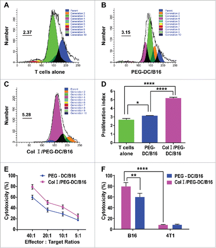 Figure 2. Col I/PEG-treated DC/B16 fusion cells enhanced T-cell proliferation and cytotoxic T-cell killing function. T cells isolated from the lymphocytes of C57BL/6 mouse spleens were mixed with PEG-DC/B16 and Col I/PEG-DC/B16 fusion cells separately at a ratio of 10:1. (A-C) T cells were labeled with CFSE and co-cultured with PEG-DC/B16 or Col I/PEG-DC/B16 for 5 d and the proliferation index (PtdIns) in different groups was determined. A representative experiment (n = 3) is shown. (D) The PI of the Col I/PEG-DC/B16 group was compared with the PEG-DC/B16 group and T cells alone group. (E) Determination of the killing effect of CTLs induced separately by Col I/PEG-DC/B16 or PEG-DC/B16 on 51Cr-labeled B16 cells at an effector-target ratio of 40:1, 20:1, 10:1, or 5:1. (F) Determination of the killing effect of CTLs induced separately by Col I/PEG-DC/B16 or PEG-DC/B16 on 51Cr-labeled B16 cells and 4T1 cells (as a negative control) at an effector-target ratio of 40:1. The asterisks indicated significant differences between the Col I/PEG-DC/B16 group and other groups as follows: *p < 0.05, **p < 0.01, ****p < 0.0001.