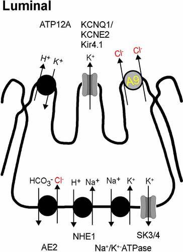 Figure 5. Model for H+ secretion by gastric parietal cells. Ion transport proteins in the luminal and basolateral membrane in acid secreting parietal cells. A9, SLC26A9; ATP12A, H+/K+ - ATPase; KCNQ1/KCNE2, potassium voltage-gated channel subfamily Q member 1 (Kv7.1, KvLQT1)/potassium voltage-gated channel subfamily E member 2 (KCNE2; mink-related peptide 1); Kir4.1, ATP-sensitive inward rectifier potassium channel 10 (KCNJ10); AE2, anion exchanger type 2; NHE1, Na+/H+-exchanger 1; SK3/4, small conductance calcium-activated potassium channel 3 (KCa2.3; KCNN2)/intermediate conductance calcium activated potassium channel (KCa3.1, KCNN4).