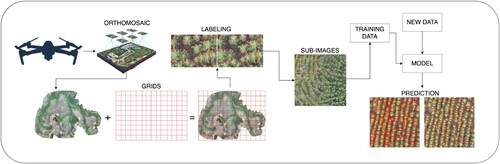 Figure 7. General pipeline of the method presented in this work. The images are captured using the UAV and the orthomosaic is created. Grids are drawn in order to label portions of the image that are then used to train and evaluate the detection and semantic segmentation models.