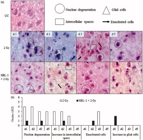 Figure 6. Effect of Hippophae leaf extract (SBL-1) on radiation-induced histological changes in amygdala of rats. (a) Microscopic observations of haematoxylin- and eosin-stained tissue sections are presented at 200 × magnification. (b) Changes with respect to untreated control (UC, group I) are graded on number scale with 0 as minimum and 6 as maximum using arbitrary units (AU).