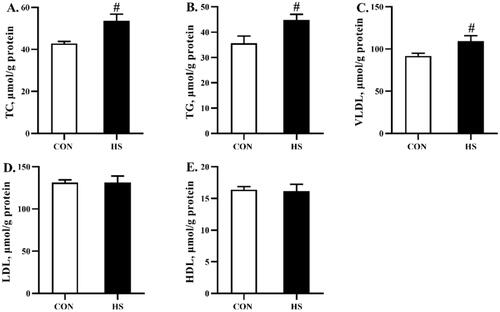 Figure 4. Effects of heat stress exposure on the lipid metabolism parameters in liver of broilers. CON, control group; HS, heat stress exposure; TC, total cholesterol; TG, triglyceride; VLDL, very low-density lipoprotein; LDL, low-density lipoprotein; HDL, high-density lipoprotein. The pound key (#) indicated significant difference (P < 0.05).