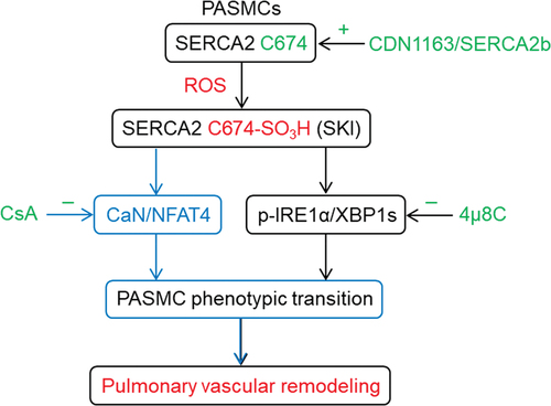 Figure 9. Schematic diagram summarizes the proposed mechanisms underlying how the irreversible oxidation of SERCA2 C674 thiol promotes PASMC phenotypic transition. Increases in ROS production cause the irreversible oxidation of SERCA2 C674 thiol, which further 1) activates the p-IRE1α/XBP1s pathway (Citation7), 2) activates the calcium-dependent CaN/NFAT4 pathway (the current study), and promotes the PASMC phenotypic transition and eventually causes pulmonary vascular remodeling. CaN/NFAT4 and p-IRE1α/XBP1s pathways are independent of each other in promoting PASMC phenotypic transition. p-IRE1α/XBP1s inhibitor 4μ8C, CaN/NFAT4 inhibitor cyclosporin a (CsA), SERCA2 agonist CDN1163, or overexpression of SERCA2b could reverse PASMC phenotypic transition caused by C674 inactivation.