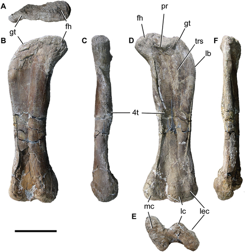 Figure 11. Titanomachya gimenezi, holotype. MPEF Pv 11547/1, right femur in A, anterior; B, proximal; C, medial; D, posterior and E, distal views. Abbreviations: fh, femoral head; gt, greater trochanter; lb, lateral bulge; lec, lateral epicondyle; lc, lateral condyle; mc, medial condyle; pr, posterior ridge; 4t, fourth trochanter. Scale bar = 20 cm.