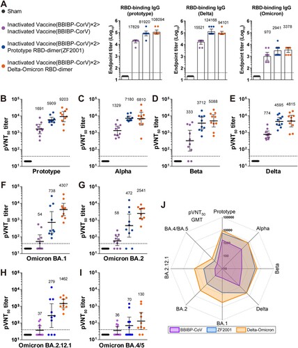 Figure 1. Humoral immune responses after boosting with BBIBP-CorV, ZF2001 or Delta-Omicron BA.1 RBD-dimer in mice. Groups of female BALB/c mice (n = 10) were immunized with two doses of 1·3 U BBIBP-CorV and boosted with homologous 1·3-U BBIBP-CorV, or 5-μg ZF2001, or 5-μg Delta-Omicron BA.1 RBD-dimer (aluminum hydroxide adjuvant) (see schedule shown in Figure S2). Both the BBIBP-CorV and ZF2001 were 1/5 of their dosages used in human. Serum samples were collected according to schedule shown in Figure S2. (A) Endpoint titers of antigen-binding IgG after the 3rd jab (day 56). (B-I) Sera 50% neutralization titers of pseudotyped viruses displaying spike proteins of prototype (B), Alpha (C), Beta (D), Delta (E), Omicron BA.1 (F), Omicron BA.2 (G), Omicron BA.2.12.1 (H) or Omicron BA.4/5 (I). (J) Radar plot demonstrating the neutralization profile of sera boosted by BBIBP-CorV, ZF2001 or Delta-Omicron BA.1 RBD-dimer against eight SARS-CoV-2 pseudotyped viruses.