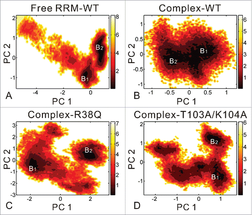 Figure 5. Free energy contour map vs. the principal components PC1 and PC2 for free RRM-WT (A), complex-WT (B), complex-R38Q (C) and complex-T103A/K104A (D) systems. Deeper color indicates lower energy. The distinctive local basins are denoted as B1 and B2, respectively. B1 and B2 basins correspond to the conformations from the former and latter 50 ns of equilibrium trajectories, respectively.