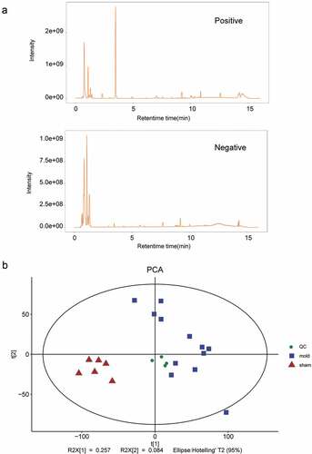 Figure 2. Evaluation of the stability of the LC–MS-untargeted metabolomics. (a) BPC of positive and negative ion scan modes. (b) PCA of samples from QC, sham, and HICH groups.