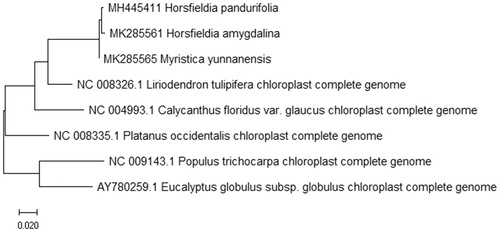 Figure 1. Maximum likelihood phylogenetic tree of H. amygdalina with 7 species based on complete chloroplast genome sequences. The gene’s accession number is list in figure and the data of H. pandurifolia and M. yunnanensis come from author.