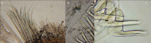 Figure 5. Parasabella fullo syntype ZMB 5731: (a) notopodial thoracic chaetae (b) neuropodial thoracic companion (c) thoracic uncini