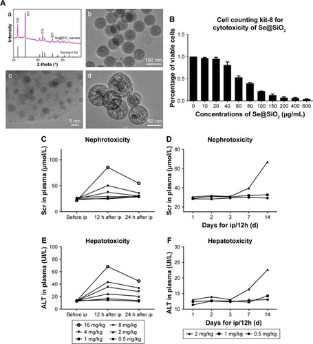 Figure 1 Structure, characterization, and toxicity of porous Se@SiO2 nanocomposites.Notes: (A) Characterization of porous Se@SiO2 nanospheres: (a) XRD pattern of the porous Se@SiO2 nanospheres and standard hexagonal phase of Se (Joint Committee on Powder Diffraction Standards and no 65-1876). (b) TEM of porous Se@SiO2 nanospheres. (c) Low magnification and (d) high magnification images of porous Se@SiO2 nanospheres. (B) The influence of porous Se@SiO2 nanospheres on the viability of HK-2 cells was detected by a cell counting kit-8. Data were expressed as means ± SDs (n=3). Scr changes (C, D) and ALT changes (E, F) caused by different doses of porous Se@SiO2 nanospheres to mice were detected during 24 hours and 2 weeks. Data were expressed as means ± SDs (n=3).Abbreviations: TEM, transmission electron microscopy; XRD, X-ray diffractometer; Scr, serum creatinine; ALT, alanine aminotransferase; ip, intraperitoneal dose.