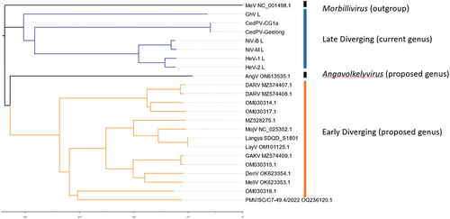 Figure 1. Neighbor end joining tree of L protein CDS for selected paramyxoviruses. L CDS neighbor end joining homology tree made with Tamara Nei consensus sequence of 23 sequences. L CDS from MeV (NC_001498.1), GhV (HQ660129), CedPV-CG1a (NC_025351), CedPV-Geelong (KP271122), NiV-B (AY988601), NiV-M (NC_002728), HeV (AF017149), HeV (MZ318101), AngV (ON613535), DARV (MZ574408), MojV, (NC_025352), LayV (OM101125), GAKV (MZ574409), DenV (OK623355), and MeliV (OK623354).