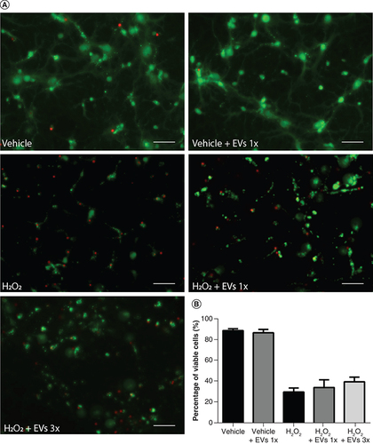 Figure 6. Pretreatment with Wharton’s jelly-derived mesenchymal stem cell-derived extracellular vesicles does not significantly increase cell viability after H2O2 exposure.(A) Representative images of cells stained with the LIVE/DEAD kit 24 h after the H2O2 insult. Viable cells were stained with calcein-AM (green), while dead cells were stained with ethidium homodimer-1 (red). Scale bars: 50 μm. (B) Quantification of cell viability expressed as the percentage of viable cells, obtained from five independent experiments (n = 9–10). Bars illustrate mean ± standard error. ****p < 0.0001. Statistical analysis: one-way ANOVA followed by Tukey’s test.AUF: Arbitrary units of fluorescence; EV: Extracellular vesicle; H2O2: Hydrogen peroxide.