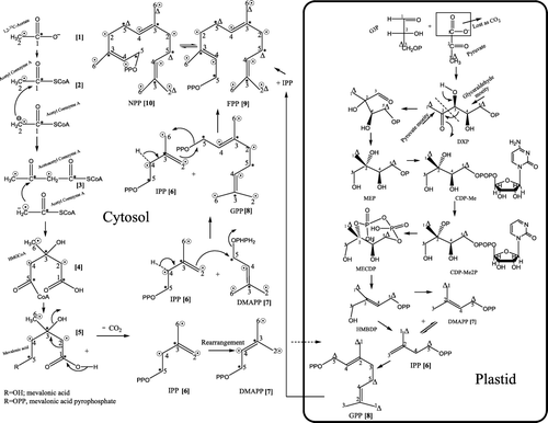 Figure 1.  MVA and DXP pathways are shown in cytosol and plastids, respectively. Possibility of C5 and C10 units crossing over the plastidial envelope is shown. *, denote label from [1-13C]acetate and [2-13C]acetate, respectively, whereas Δ denotes label from [1,6-13C2]glucose.