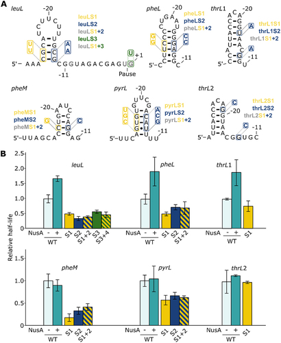 Figure 2. Study of pause sites leuL, pheL, thrL1, thrL2, pheM and pyrL. (A) Predicted structures of hairpins formed for the different pause regions. The mutants used in transcription assays are shown in each case. Additional mutations were performed in the DNA consensus sequence for the leuL pause. (B) Relative half-lives for the different pauses. The mutants are colour coded using the same nomenclature as shown in panel A. Hatched bars represent the combinations of the corresponding mutants. No combination of mutants was performed for thrL1 and thrL2 since the destabilization of the 5’ side of the hairpin (thrL1S1 and thrL2S1 mutants) did not significantly decrease the half-life of their respective pause.