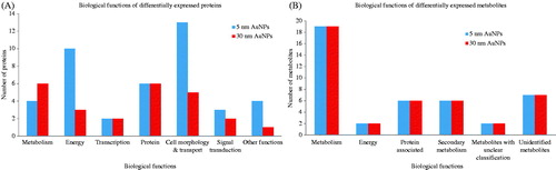 Figure 3. Biological functions altered by AuNPs exposure. Bar charts grouped by biological function representing the differentially expressed proteins and metabolites, after 72 h of treatment with AuNPs. (A) Represents the de-regulated proteins by 5 nm or 30 nm AuNPs and (B) the de-regulated metabolites following exposure to 5 and 30 nm AuNPs.