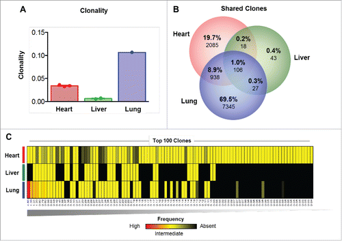 Figure 3. TCR sequencing suggests a polyclonal T cell infiltrate in the heart. (A) Clonality of the T cell repertoire in the heart, liver and lung tissues. (B) Overlap in the T cell repertoire between the heart, liver and lung. (C) Top 100 clones detected ranked by highest frequency (n = 1, left) to lowest frequency (n = 100, right) as detected in the heart, liver and lung. Red = high frequency, Yellow = low frequency, Black = absence.