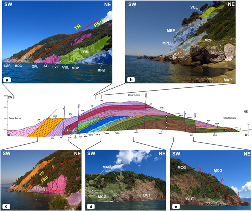 Figure 3. Structures exposed along the D–D’ cross section (see Main Map). From West to East: (a) the TN overlies the W-dipping formations of the PBU. (b) W-dipping attitude of the formations of the PBU. (c) Overview of the contact between the PBU and the TN close to the main W-verging F2 fold (hinge zone in the Verrucano group), crosscut by a D4 shear zone (SZD4). (d) Contact between the Paleozoic basement and the Anisian–Ladinian formations. (e) D5 normal faults affecting the contact between BUT and MCG on the eastern side of the D3 antiform.