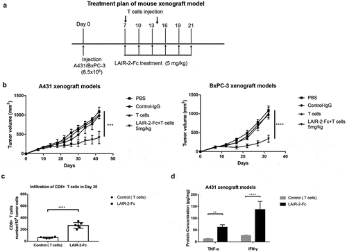 Figure 4. Antitumor activity of LAIR-2 fusion protein in vivo. (a) Treatment plan of mouse xenograft model. NOD/SCID mice subcutaneously transplanted with A431 or BxPC-3 cells were treated with the indicated proteins (n = 8 per treatment group) when palpable tumors (100 ∼150mm3) were formed. Tumor-xenografted NOD/SCID mice were intravenously injected on day 7 and day 14 with human T cells (1 × 107 cells/mouse). LAIR-2-Fc (5 mg/kg) or IgG control were injected intravenously every three days. (b) Tumor volumes are plotted as the mean ± SEM. ***p < .001; ****p < .0001, p-values were derived from two-way ANOVA. (c) Tumor-infiltrating CD8 + T cells were analyzed by flow cytometry. A431 tumors were harvested on day 30. CD8 + T cells were gated on CD45+ CD3+ CD8+ populations. (d) TNF-α and IFN-γ protein concentrations measured in tumor cells isolated from A431 tumors after treatment (n = 6 biological replicates; **P < .01, and ****P < .0001 compared to PBS)