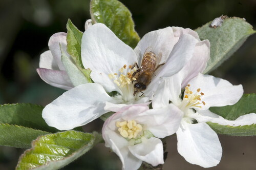Figure 11. A side-working honey bee visiting an apple flower.