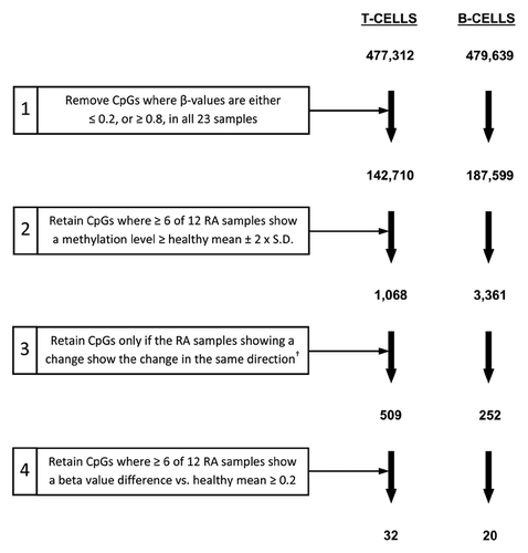 Figure 3. Filtering criteria for identification of CpGs differentially methylated between RA patients and healthy individuals. For T-lymphocytes and B-lymphocytes separately, the starting number of CpGs (477,312 and 479,639 for T- and B-lymphocytes respectively) was derived through the removal of unreliable sites (CpGs with detection p-values > 0.05) and those with missing β-values, as described in the Methods. Numbers indicate the number of CpGs remaining at each step.† Refers to CpGs for which all RA samples showing a change from the healthy mean ± two-times the SD in the preceding step were either hypermethylated or hypomethylated in RA.