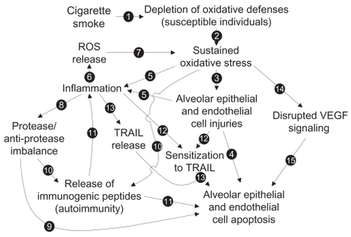 Figure 7 Proposed model of the mechanisms involved in the increased alveolar apoptosis observed in emphysema (see text for details).