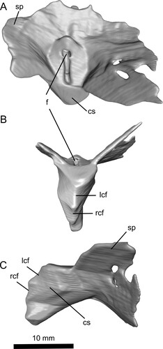 FIGURE 6. Reconstruction of the sternum (primarily the cristospine) of Ceoptera evansae (NHMUK PV R37110), in A, dorsal, B, ventral, and C, left lateral views made from CT scans. Abbreviations: cs, cristospine; f, foramen; lcf, left coracoid facet; rcf, right coracoid facet; sp, sternal plate.