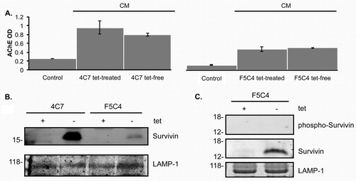 Fig. 3.  A. Histogram representing an acetylcholinesterase enzyme activity assay to quantify exosome numbers relative to fresh complete media. Exosomes are present as represented by the graph when compared to control. There is no difference within the same cells when treated with tetracycline or without. Data are the mean±SD of 3 independent experiments. B. Western blots of both YUSAC 2–derived cell lines overexpress Survivin in the absence of tetracycline. C. Western blots of proteins isolated from exosomes collected from F5C4 cells after incubation in the presence or absence of tetracycline for 24 hr. LAMP-1 was used as the loading control with molecular weights (kDa) shown on the left.