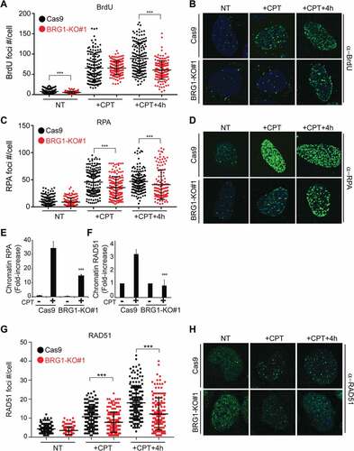 Figure 3. Inactivation of BRG1 impairs DNA end resection. (a) Inactivation of BRG1 impairs the generation of ssDNA after DNA damage. Control U2OS cells (Cas9) and U2OS cells lacking BRG1 (BRG1-KO) were grown on coverslips, incubated with BrdU (100 μM) for 48 h, then were not treated (NT), or treated with CPT (+CPT, 1 μM for 1 h), and allowed to perform repair for 4 h [Citation32]. Cells were then incubated with pre-extraction and extraction buffers and fixed with formaldehyde. Cells were immuno-labeled with antibodies against cyclin A and BrdU. The generation of ssDNA was measured by quantifying BrdU foci in cyclin A positive cells (late S/G2 cells), as the antibody only recognizes BrdU contained within ssDNA regions, which in this case arose due to DNA end resection after CPT treatment. The DNA was stained using DAPI. Images were acquired using a confocal microscope (60X oil). Quantification of ssDNA regions was performed using ImageJ and approximately 50 cells were counted by time point, per experiment. (b) Representative images are shown of control cells (Cas9) and cells lacking BRG1 (BRG1-KO) stained with a BrdU antibody following no treatment (NT), 1 h CPT treatment (+CPT, 1 µM), and 1 h CPT treatment followed by 4 h recovery (+CPT + 4 h, 1 µM). (c) Inactivation of BRG1 also impairs RPA foci-formation after DNA damage. Cells were treated as in (A) and stained with antibodies against cyclin A and RPA. CPT-induced RPA foci in cyclin A positive cells were quantified using ImageJ and approximately 50 cells were counted by time point, per experiment. (d) Representative images of RPA foci are shown of control cells (Cas9) and cells lacking BRG1 (BRG1-KO) as in (B). (e) Inactivation of BRG1 reduces the amount of CPT-induced chromatin-bound RPA. Chromatin-bound RPA was monitored by flow cytometry as a measure of DNA end resection [Citation33]. Cells were treated with CPT (0.5 μM for 1 h), followed by extraction of non-chromatin-bound RPA by cell permeabilization, followed by fixation with formaldehyde and immuno-labeling with an antibody against RPA. The DNA content of the cells was labeled with PI. Quantification of CPT-induced chromatin-bound RPA measured by flow cytometry in control cells (Cas9) and cells lacking BRG1 (BRG1-KO). Fold-increase is the ratio of the %+CPT/%NT as shown in Supplementary Figure S3A. (f) Quantification of CPT-induced chromatin-bound RAD51. Cells were treated with CPT as in (E) and allowed to repair the damage for 6 h, followed by permeabilization to remove the non-chromatin-bound RAD51, followed by fixation with formaldehyde. Chromatin-bound RAD51 was measured by flow cytometry. (g) Inactivation of BRG1 results in a decrease in RAD51 foci after CPT treatment. Cells were synchronized at late S/G2 phase by double thymidine block and 8 h after releasing the second thymidine block, cells were treated with CPT (1 μM for 1 h) and RAD51 foci were analyzed at the indicated times. Cells were fixed and immuno-labeled with an antibody against RAD51, and nuclei were stained with DAPI. Images were acquired and RAD51 nuclear foci were counted using ImageJ and approximately 50 cells were counted by time point, per experiment. (h) Representative confocal microscopy images of RAD51 foci are shown at the indicated times. All experiments were done in triplicate and graphs represent averages of three independent experiments ± SD (* p < 0.05, ** p < 0.01, *** p < 0.001 by student t test)