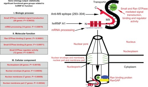 Figure 2 Genes identified by Gene Ontology are directly related to heterogeneous nuclear ribonucleoprotein (hnRNP) A1 function. The gene categories and some individual genes affected by the anti-M9 antibodies are shown in red type. The complete M9 sequence (amino acids [AA] 268–305) is elongated for emphasis and bordered by the black lines within hnRNP A1. Transportin binds the M9 region at AA 263–289. AA 293–304, which are recognized by the multiple sclerosis and human T-lymphotropic virus type 1-associated myelopathy/tropical spastic paraparesis immunoglobulin G anti-M9 immune response, are not bound to transportin, and thus are available for antibody binding.Citation11