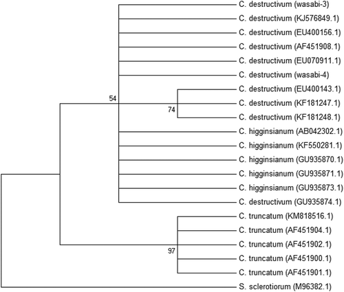 Fig. 8 A phylogenetic tree constructed with ITS1-5.8S-ITS2 rDNA sequence of the two Colletotrichum isolates from this study (‘wasabi-3’ and ‘wasabi-4’), and other isolates of Colletotrichum retrieved from GenBank. Sclerotinia sclerotiorum was used as the out-group taxon. Number of bootstrap support values ≥50% based on 1000 replicates.