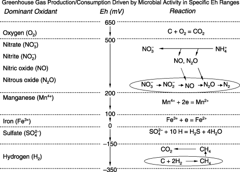Figure 1  In soils, CO2, N2O and CH4 are produced or consumed by microbial activities, which are regulated by the soil redox potential (Eh) and the availability of the energy source (i.e. dissolved organic carbon) and the electron acceptors (e.g. oxygen, nitrate, Mn4+, Fe3+, sulfate, hydrogen).
