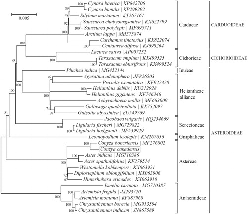 Figure 1. Phylogeny of 35 species within the family Asteraceae based on the maximum-likelihood (ML) of the concatenated chloroplast protein-coding sequences. The position of Conyza canadensis is shown in a box.