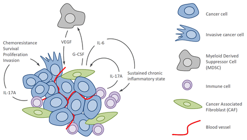 Figure 1. Protumor activities of the inflammatory cytokine IL-17A in breast cancer. Interleukin-17A from the tumor microenvironment binds IL-17R on the surface of breast tumor cells and activates oncogenic ERK and NF-κB pathways, thereby leading to increased proliferation, survival and resistance to chemotherapeutics, and invasiveness. IL-17A also binds IL-17R present on fibroblasts and activates NF-κB and STAT3 pathways leading to production of IL-6 and G-CSF. IL-6, in combination with TGFβ, further activates Th17 cells leading to a chronic inflammatory state and amplification of IL-17A signaling. G-CSF participates to the recruitment of myeloid-derived suppressor cells (MDSCs) that release VEGF leading to tumor angiogenesis and also possess potent immunosuppressive activity further supporting tumor growth. ERK, extracellular signal-regulated kinase; G-CSF, granulocyte-colony stimulating factor; nuclear factor kappa B (NFκB); STAT3, signal transducer and activator-3; TGF, transforming growth factor-β; VEGF, vascular endothelial growth factor.