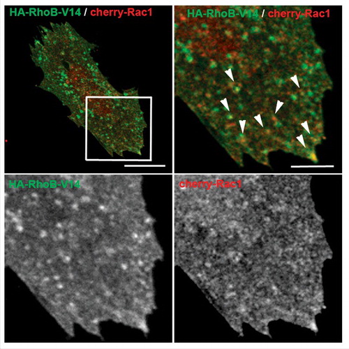 Figure 1. Rac1 co localizes with active RhoB in a vesicular compartment. The constitutively active mutant HA-RhoB-V14 and cherry-Rac1 were expressed in human microvascular endothelial cells. Cells were fixed, stained for HA and analyzed by confocal microscopy. Arrows point at vesicular structures containing active RhoB and Rac1. Top right and bottom images are enlargements of the squared area in the top left image. Bars, top left, 15 μm; top right, 4 μm.