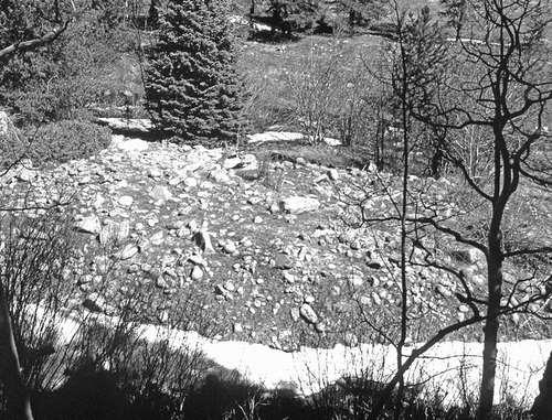 Figure 3 Catastrophic flood deposit on the south bank of South St. Vrain Creek, Boulder County, Colorado. Xanthoparmelia coloradoensis thalli were studied on unweathered outwash boulders near the crest of the flood bar. Snow fills a backwater slough at the base of the cliff from which the photograph was taken. Photo: 2 May 1994.