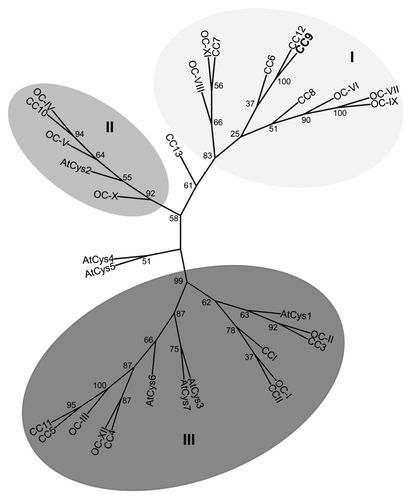Figure 1.Phylogenetic analysis of cystatins from Zea mays, Oryza sativa and Arabidopsis thaliana. Alignment data of full length proteins from Arabidopsis (AtCys), rice (OC) and maize (CC) cystatins were obtained using clustalw2 (http://www.ebi.ac.uk/Tools/msa/clustalw2/). The unrooted tree was calculated using RAxML BlackBox (http://phylobench.vital-it.ch/raxml-bb/) and was visualized by iTOL (http://itol.embl.de/). 100 bootstraps were performed. Bootstrap values are given in the Figure. Bootstrap-supported clusters of related cystatins (cluster I-III) are marked in shades of gray. CC9 is highlighted in bolt letters.