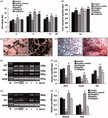 Figure 2. The effects and evaluation of SPC-I on BMSC differentiation into osteoblasts.