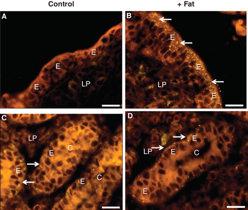 Figure 1. Absorption and deposition of fat visualized by staining with Nile red after culture for 1 h in the absence (Control) or presence (+ Fat) of a physiological mixture of digested fat. (A) In a section of villus from a control explant no or few fat droplets were visible in enterocytes (E) or the lamina propria (LP). (B) After fat absorption numerous punctae representing fat droplets or nascent chylomicrons were seen in the apical cytoplasm of enterocytes. Some were also seen in the basal part of the cells and in the underlying lamina propria, indicative of enterocytic export of chylomicrons. (C) & (D) In the crypts (C), distinct fat droplets (marked by arrows) were seen lining the basal membrane of the enterocytes regardless whether fat absorption had taken place or not. Bars, 20 μm. This Figure is reproduced in color in Molecular Membrane Biology online.