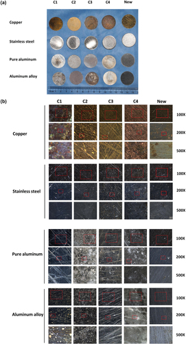 Figure 5.  Observation of metal sheets immersed in different disinfectants. (a) Appearance of new metal sheets and metal sheets soaked in four disinfectants for 3 months. (b) Surface of the metal sheets observed under SEM. *C1 (control group), 1:100 multi-enzyme cleaners+3% H2O2, 3 months. C2 (experimental group), double-chain quaternary ammonium salt disinfectant stock solution, 3 months. C3 (experimental group), double-chain quaternary ammonium salt disinfectant diluent (1:50), 3 months. C4 (control group), chlorine disinfectant (500mg/L available chlorine), 3 months. The area in the red box of the image is magnified to be observe with a larger field of view.