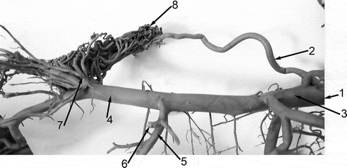 Figure 3. Left lateral view of the arteries supplying the rostral epidural rete mirabile and some of the head arteries of the Bactrian camel (Camelus bactrianus). 1: A. carotis communis; 2. A. carotis interna; 3. A. carotis externa; 4. A. maxillaris; 5. A. alveolaris inferior; 6. A. temporalis profunda caudalis (cut off); 7. Rami rostrales ad rete mirabile epidurale rostrale; 8. Rete mirabile epidurale rostrale.
