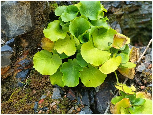 Figure 1. Morphological characteristics of wild conditions in C. circaeoides. Species photos were taken by the author in Wuyi Mountain, Enshi, Hubei, China, June 2020, without any copyright issues.