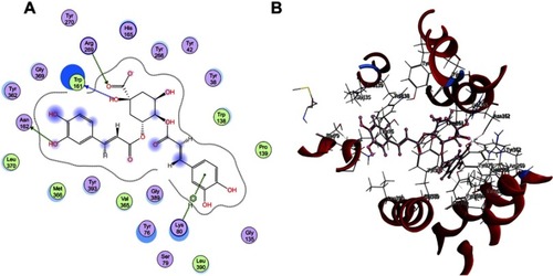 Figure 7 (A) 2D and (B) 3D molecular interaction of 4ʹ,5ʹ-O-dicaffeoylquinic acid into the active site (Protein Data Bank ID: 1PW4).Abbreviation: 1PW4, glycerol-3-phosphate transporter from Escherichia coli which was the representative structure from the major facilitator superfamily.