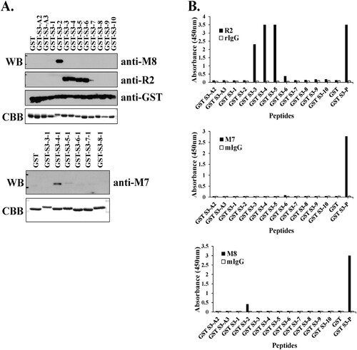 Figure 2. Identification of epitope binding region using monoclonal antibodies against rpS3. (A and B) Western blotting was performed using hybridoma clone supernatant M8 and specific mAb M7, pAb R2 against rpS3 using the GST-rpS3 recombinant protein purified in the previous experiment as an antigen (Table S1). After incubated with anti-M7 (1:500) at 4°C for overnight, anti-R2 (1:2000), and anti-M8 (hybridoma clone supernatant) as the first antibody, the second antibody is anti-Mouse (M7, M8; 1:2000) and anti-rabbit (R2; 1:2000) were used. Recombinant protein GST was used as a negative control. Recombinant protein GST-S3-P(C-terminal region) was used as a positive control. (C and E) Specific antigens were detected in the sample using direct ELISA assay, and the specificity of each antibody was confirmed. Twelve GST tagged overlapping recombinant proteins of rpS3 were coated onto a plate, and 100 μL of mouse monoclonal clone was added at each well. The wells were probed with horseradish peroxidase (HRP) conjugated goat anti-mouse antibody mIgG (1:2000) and subsequently developed by adding 100 μL of chromogenic substrate. The optical density was measured at 450 nm. It was confirmed that the mouse monoclonal clone targets the epitope binding site of rpS3 and is therefore specific for rpS3 as described in the Supplementary experimental (Figure S2) procedure and GST-S3-P was used as a positive control. GST (empty vector) was a negative control.