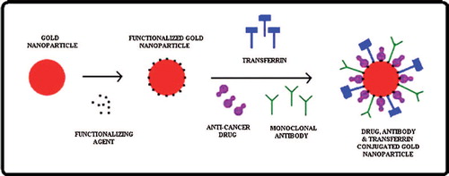 Figure 2. Diagrammatic representation of functionalization of biologically synthesized gold nanoparticles for the attachment of monoclonal antibody and anticancer drug.