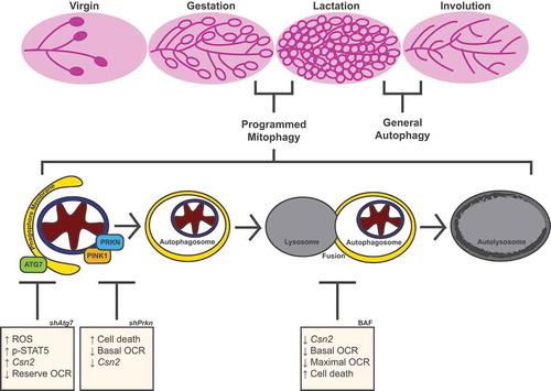 Figure 11. Model of MEC functional differentiation. Our results suggest that the transition from gestation to lactation in the mammary gland involves programmed mitophagy. This process relies on the autophagy machinery as well as the mitophagy factor PRKN. The boxes depict the outcomes of Atg7 knockdown, Prkn knockdown, and pharmacological inhibition of autophagy with bafilomycin A1 (BAF). Notably, this form of mitophagy is distinct from the general autophagy that occurs during involution to reset the mammary gland for subsequent rounds of gestation and lactation