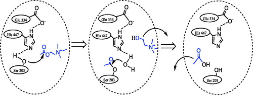 Figure 1. The hydrolyze reaction of acetylcholine in the presence of acetylcholinesterase enzyme (AChE).