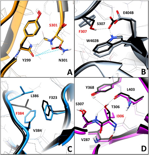 Figure 6. Residue-specific pairwise interactions observed for the mutated residues (labelled with red font) in the models of the analysed VUS, compared to the WT model. A) N301S (orange), B) S307F (gray), C) V384F (blue), D) T306I (magenta). All VUS structures displayed correspond to the minimised average structure obtained from the last µs of MD simulation, which are shown superimposed to the minimised average structure of the WT model (colored black in all panels). Direct H-bonds are shown as black dashed lines.