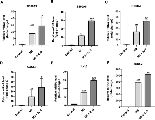 Figure 4 Interleukin (IL)-9 promoted antimicrobial peptides and chemokines gene expression in M5-treated normal human epidermal keratinocytes (NHEKs). NHEKs were treated with M5 (10 ng/mL) for 24 hours and then cultured in the presence or absence of IL-9 (100 ng/mL). The mRNA levels of S100A9 (A), S100A8 (B), S100A7 (C), CXCL8 (D), IL-1β (E) and HBD-2 (F) were measured by qRT-PCR. Data are expressed as the mean ± SD. **P < 0.01, and ***P < 0.001 vs control group; #P < 0.05, ##P < 0.01 and ###P < 0.001 vs M5 group. S100A7, S100 calcium-binding protein A7; S100A8, S100 calcium-binding protein A8; S100A9, S100 calcium-binding protein A9; CXCL8, C-X-C motif chemokine ligand 8; IL-1β, interleukin 1 beta; HBD-2, human beta-defensin 2.